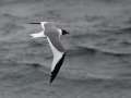 Sabine's Gull